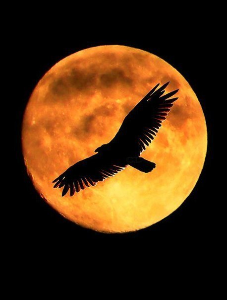 Natusik - Меркантильная суЧность или Сильная Красотка - Бодибилдинг форум AnabolicShops