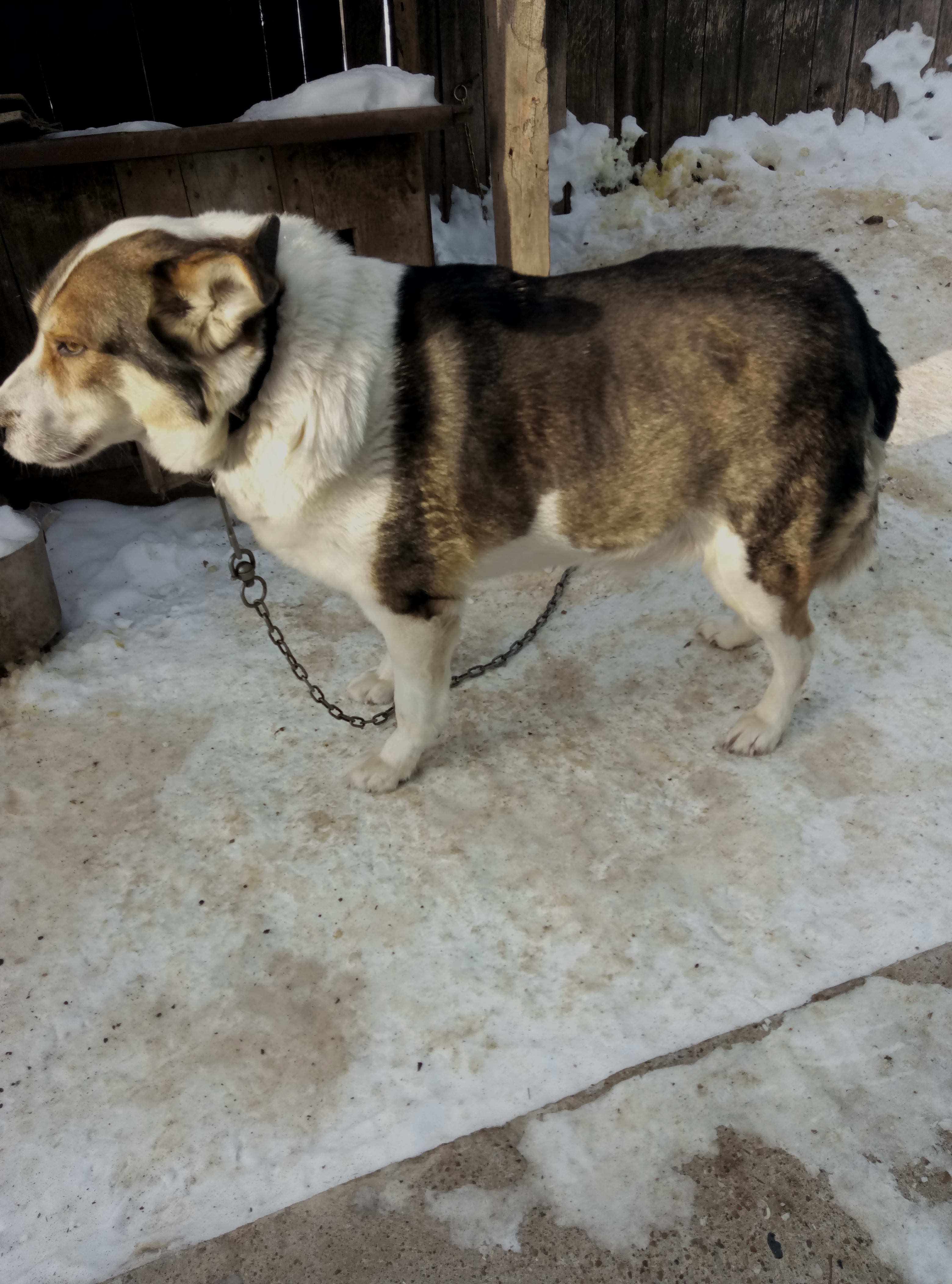 Natusik - Меркантильная суЧность или Сильная Красотка - Бодибилдинг форум AnabolicShops