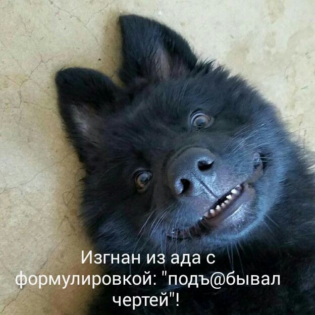 Sterostore.xyz -  Магазин низких цен. - Бодибилдинг форум AnabolicShops