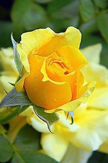 Natusik - Меркантильная суЧность или Сильная Красотка - Бодибилдинг форум AnabolicShops