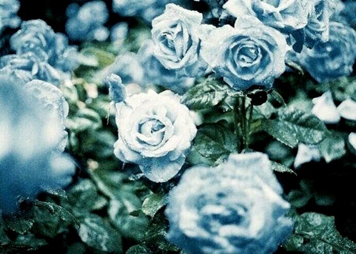 Natusik - Меркантильная суЧность или Сильная Красотка - Бодибилдинг форум AnabolicShops