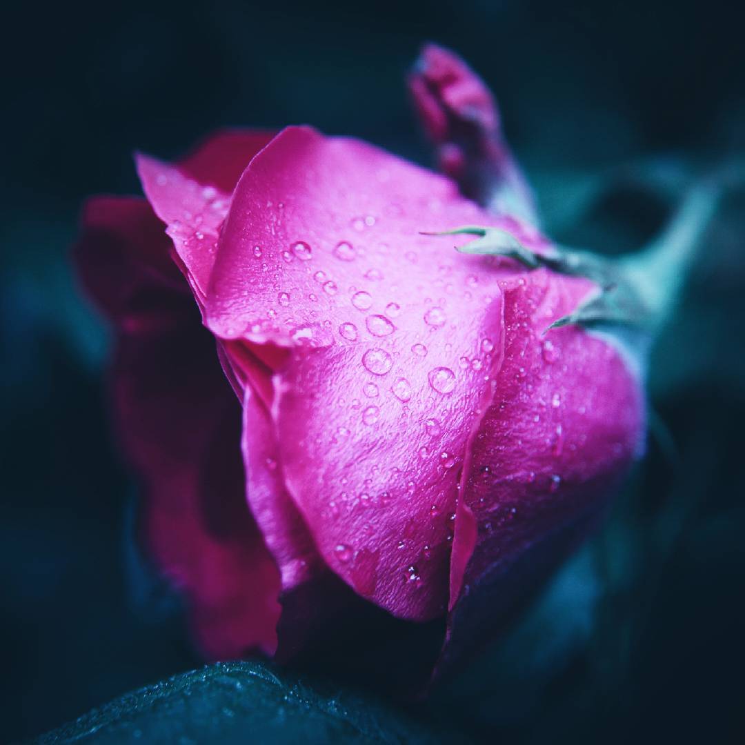 Natusik - Меркантильная суЧность или Сильная Красотка - Бодибилдинг форум AnabolicShops