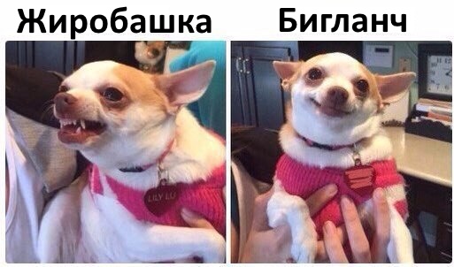 ERGO представляет - Противостояние мемов! - Бодибилдинг форум AnabolicShops