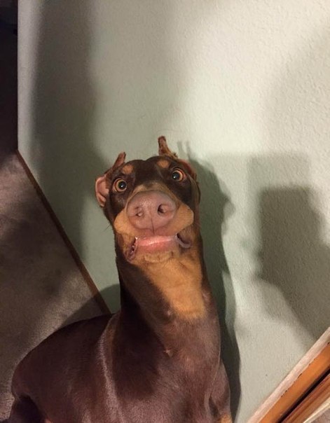 PS Профилактические работы - Бодибилдинг форум AnabolicShops