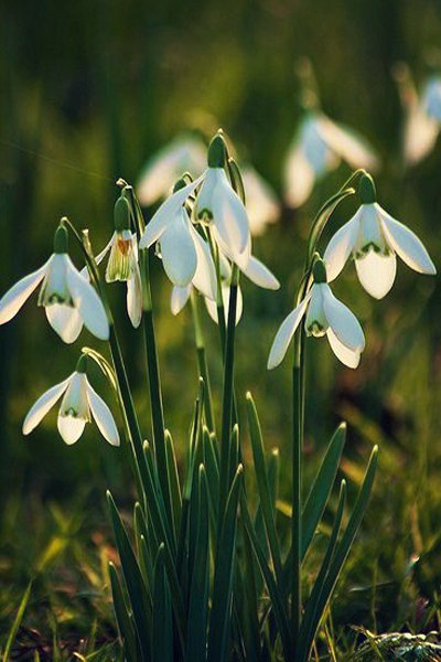 Natusik - Меркантильная суЧность или Сильная Красотка - Бодибилдинг форум AnabolicShops