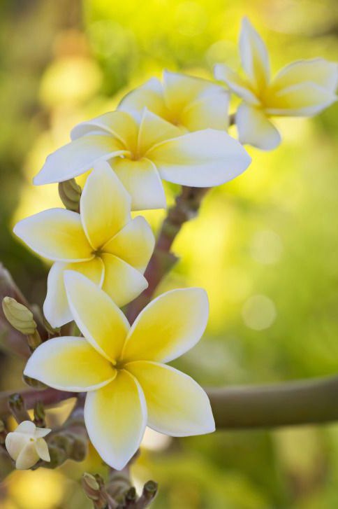 Natusik - Меркантильная суЧность или Сильная Красотка - Бодибилдинг форум AnabolicShops