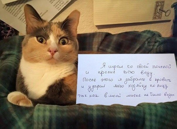 Курилка- разговоры на любые темы - Бодибилдинг форум AnabolicShops