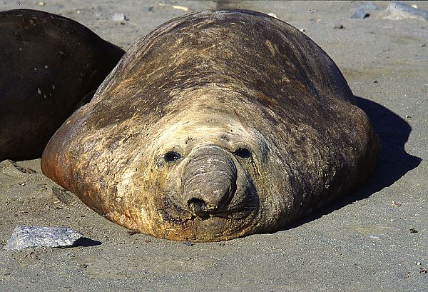 Денис Гусев - чемпион профессионального турнира Galaxy Pro 2018 - Бодибилдинг форум AnabolicShops