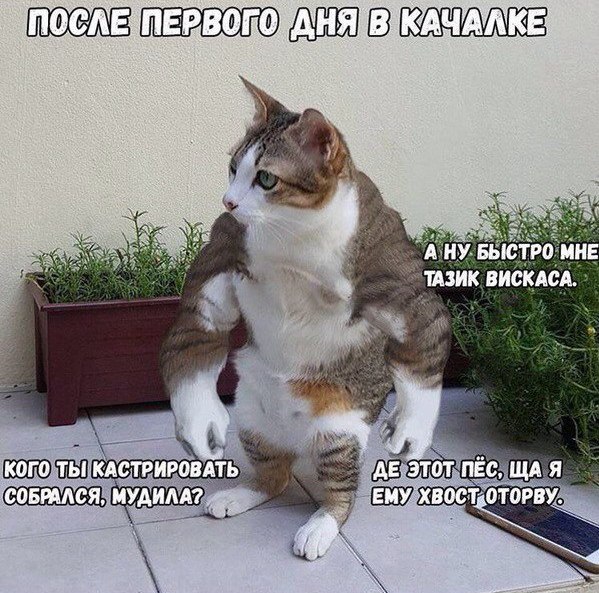 Приколюшные картинки - Бодибилдинг форум AnabolicShops