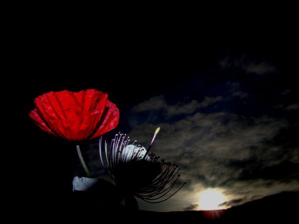 Natusik - Меркантильная суЧность или Сильная Красотка - Бодибилдинг форум AnabolicShops