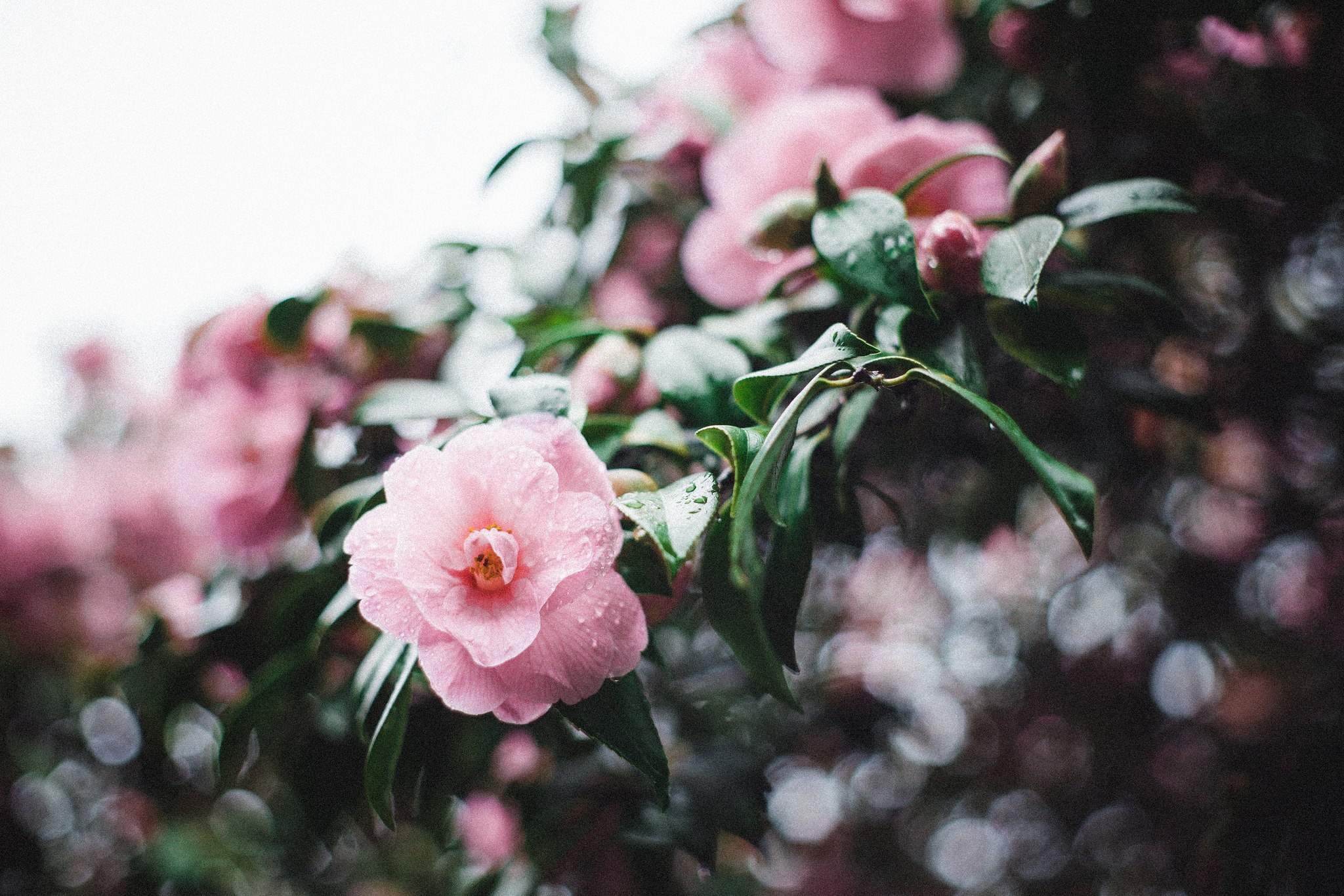 Natusik - Меркантильная суЧность или Сильная Красотка - Бодибилдинг форум AnabolicShops