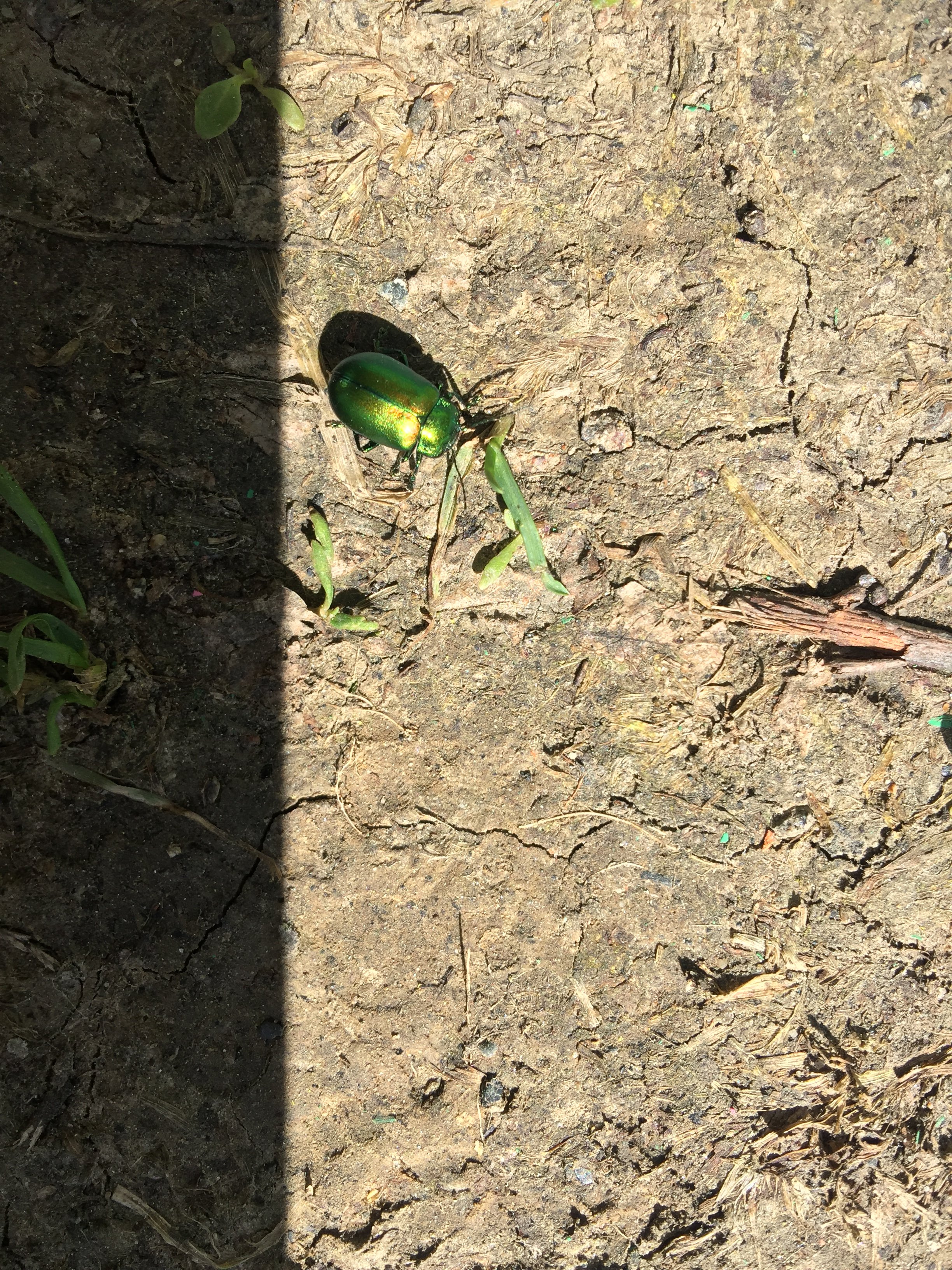 Розница по цене опта!!! До -40% на все! Regart Pharm - Официальный представитель! - Бодибилдинг форум AnabolicShops