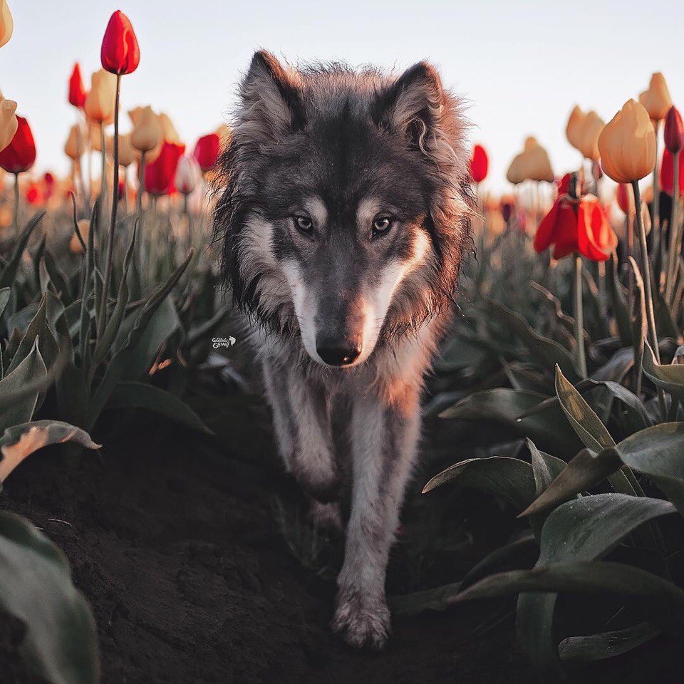 Natusik - Меркантильная суЧность или Сильная Красотка - Бодибилдинг форум AnabolicShops