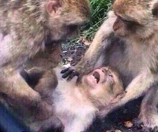 RusMAN делаем пресс за 30 дней - Бодибилдинг форум AnabolicShops