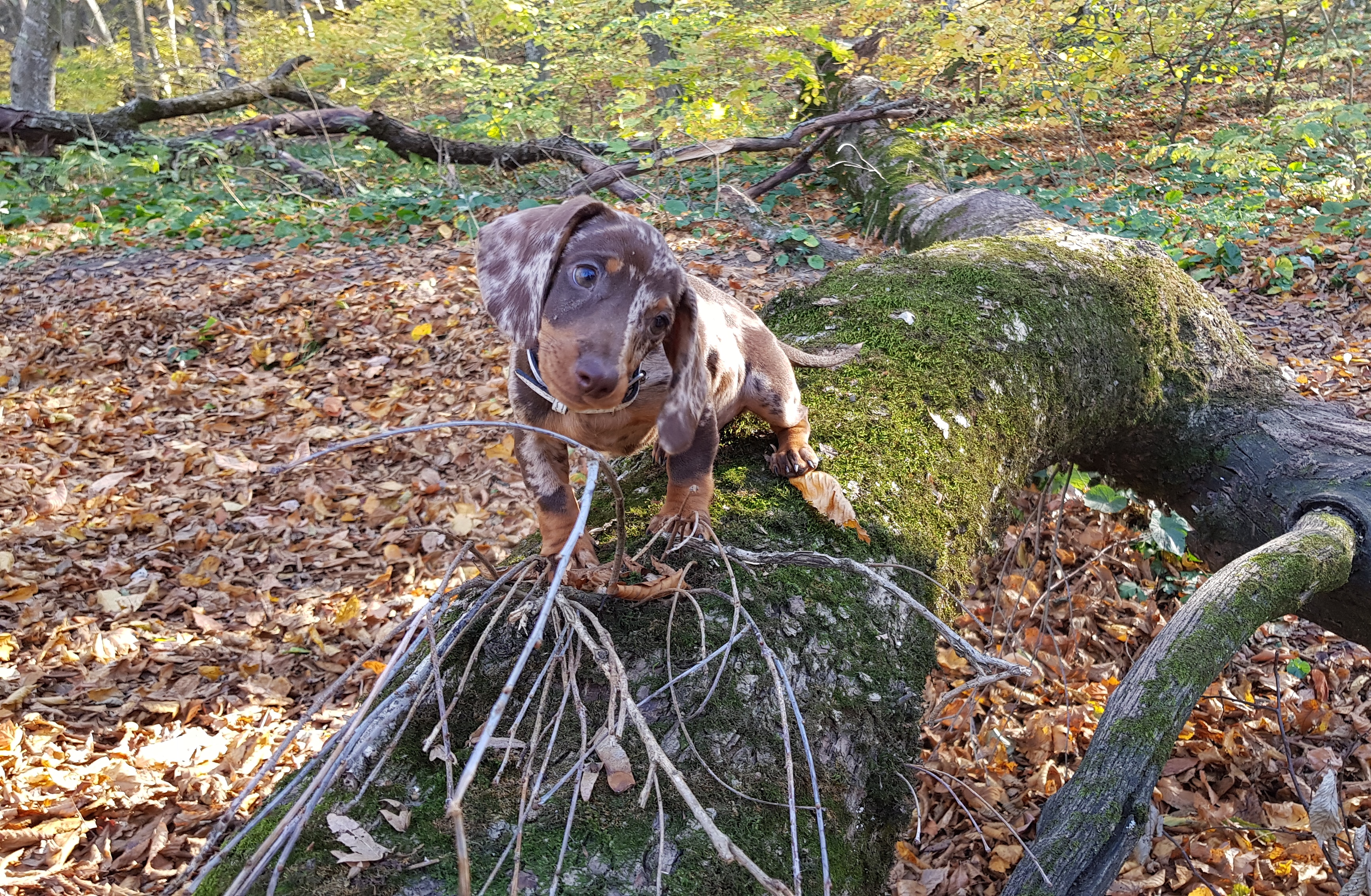 IndiaGenericPower- магазин ПКТ! - Бодибилдинг форум AnabolicShops