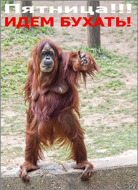 ✌ Курилка ⓂⒸⓀпоболтать обо всем  ☕ - Бодибилдинг форум AnabolicShops