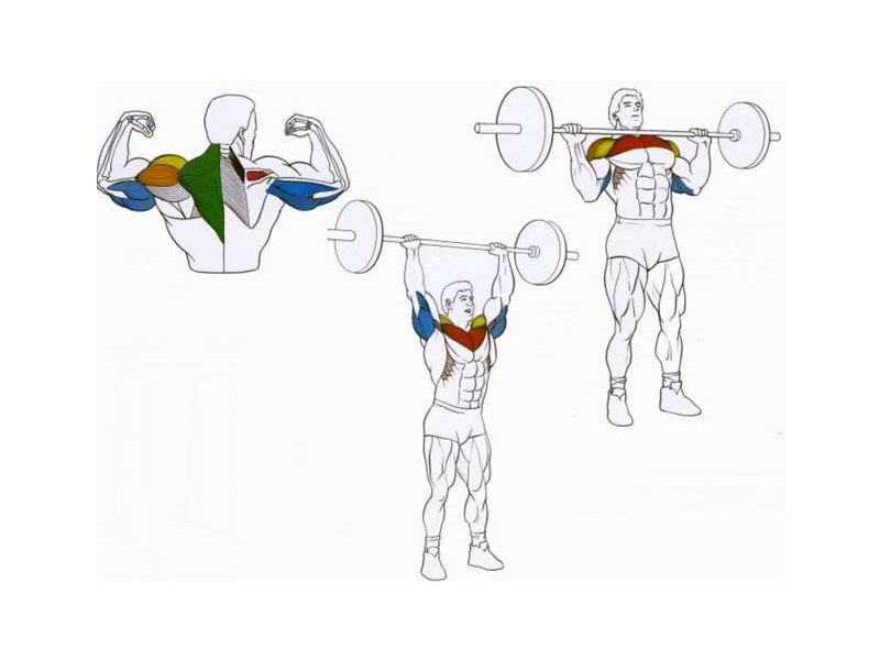 Упражнения на среднюю дельту - Бодибилдинг форум AnabolicShops