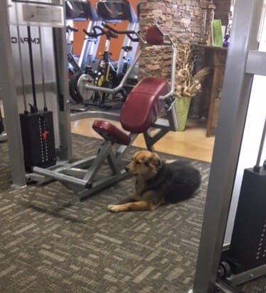 Собаки спортклуба покалечили культуриста золотой эры - Бодибилдинг форум AnabolicShops