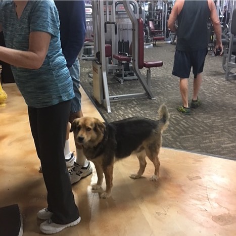 Собаки спортклуба покалечили культуриста золотой эры - Бодибилдинг форум AnabolicShops