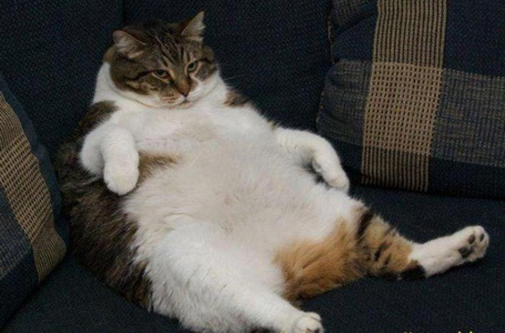 "Самовар" или "Заводское  качество" ? Что выбрать? - Бодибилдинг форум AnabolicShops