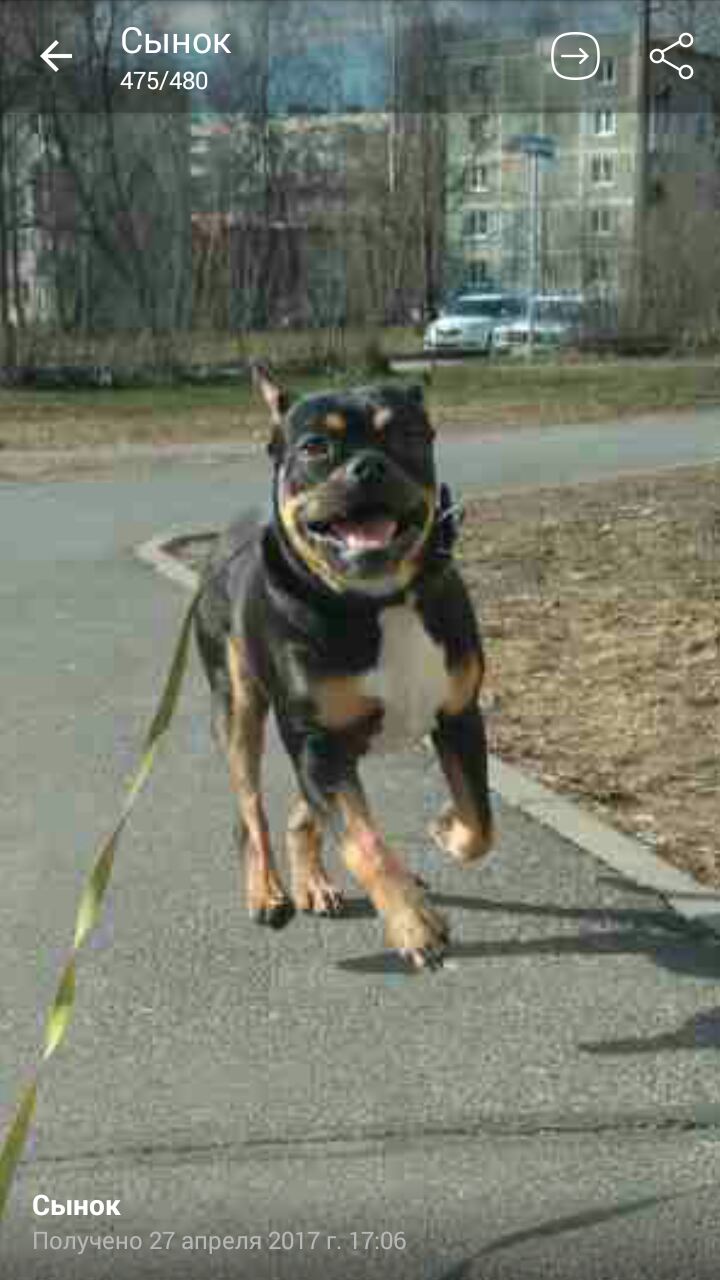 Лёхакамаз(варяг)прогрессируем Вместе с Егором(Каин) - Бодибилдинг форум AnabolicShops