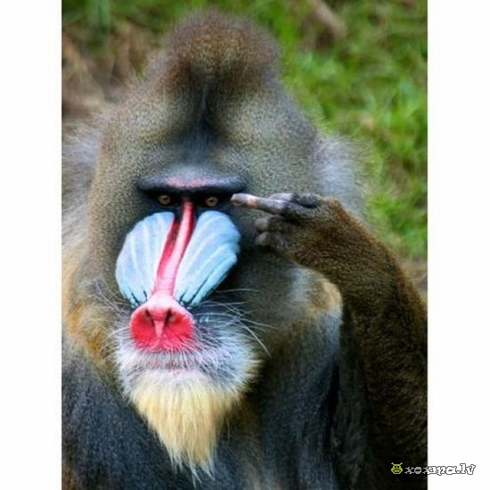 Эстрогеновые войска - Бодибилдинг форум AnabolicShops