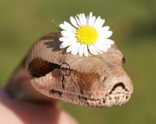 Эстрогеновые войска - Бодибилдинг форум AnabolicShops