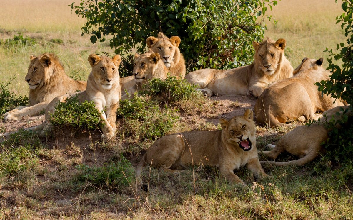 ПВРЛФТНГ Mr. Rikoshet бложик 2.0 - Бодибилдинг форум AnabolicShops