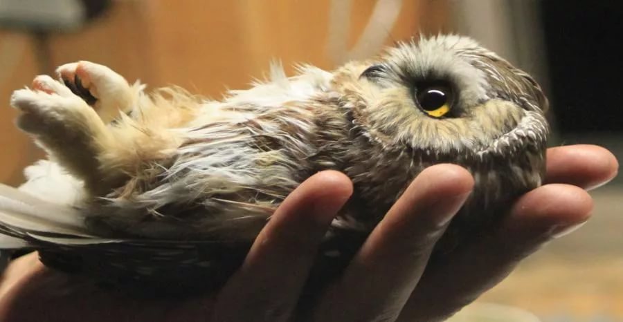 Ученица чародея! - Бодибилдинг форум AnabolicShops