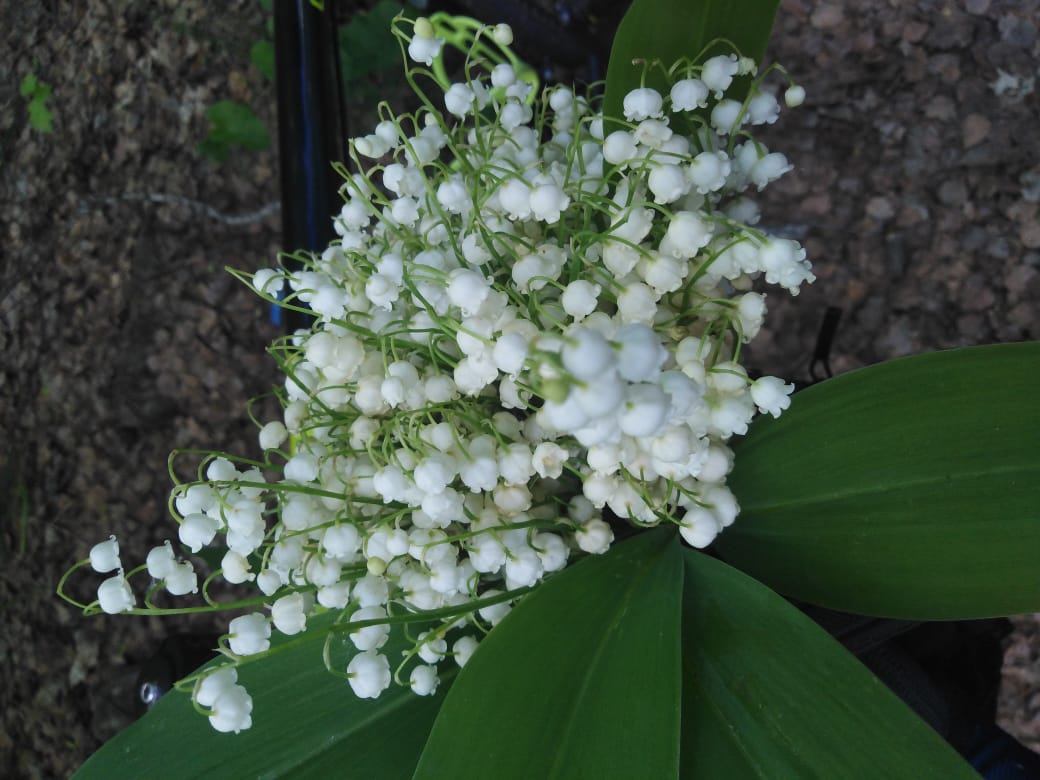 Курилка- разговоры на любые темы - Бодибилдинг форум AnabolicShops