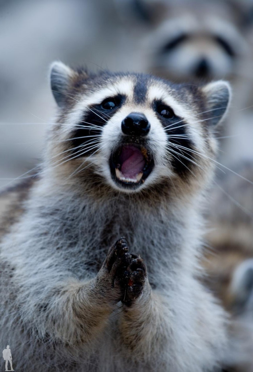 Zaia_Zolotaia - Wellness Lady - Бодибилдинг форум AnabolicShops