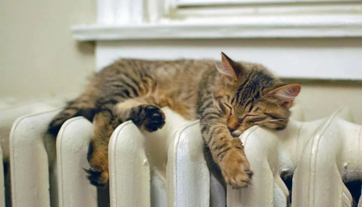 Интернет Магазин nadopinge.com - Бодибилдинг форум AnabolicShops