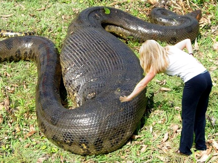 ПОМОЩЬ НАСТЕ! - Бодибилдинг форум AnabolicShops