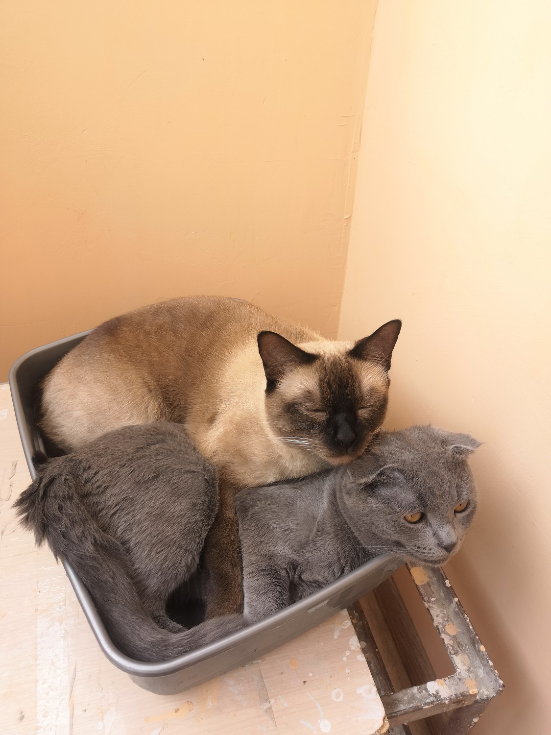 Не заказывать!!! Chemax Pharma! - Бодибилдинг форум AnabolicShops