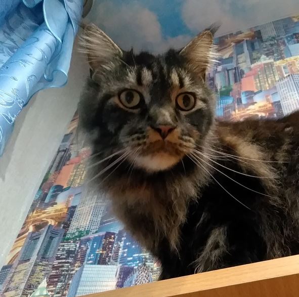 Не заказывать!!! Chemax Pharma! - Бодибилдинг форум AnabolicShops