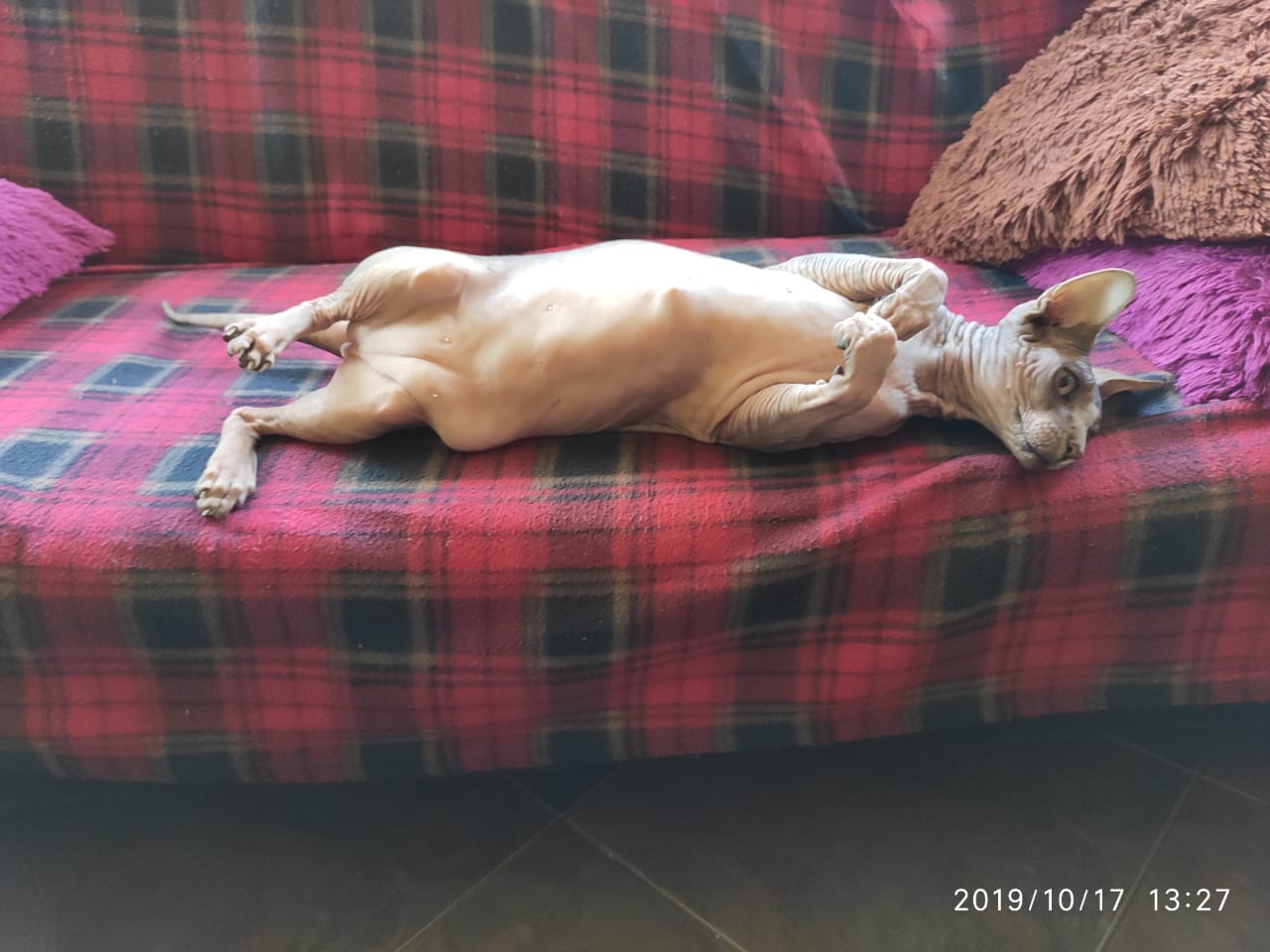 Johnny-Shop.info - Бодибилдинг форум AnabolicShops