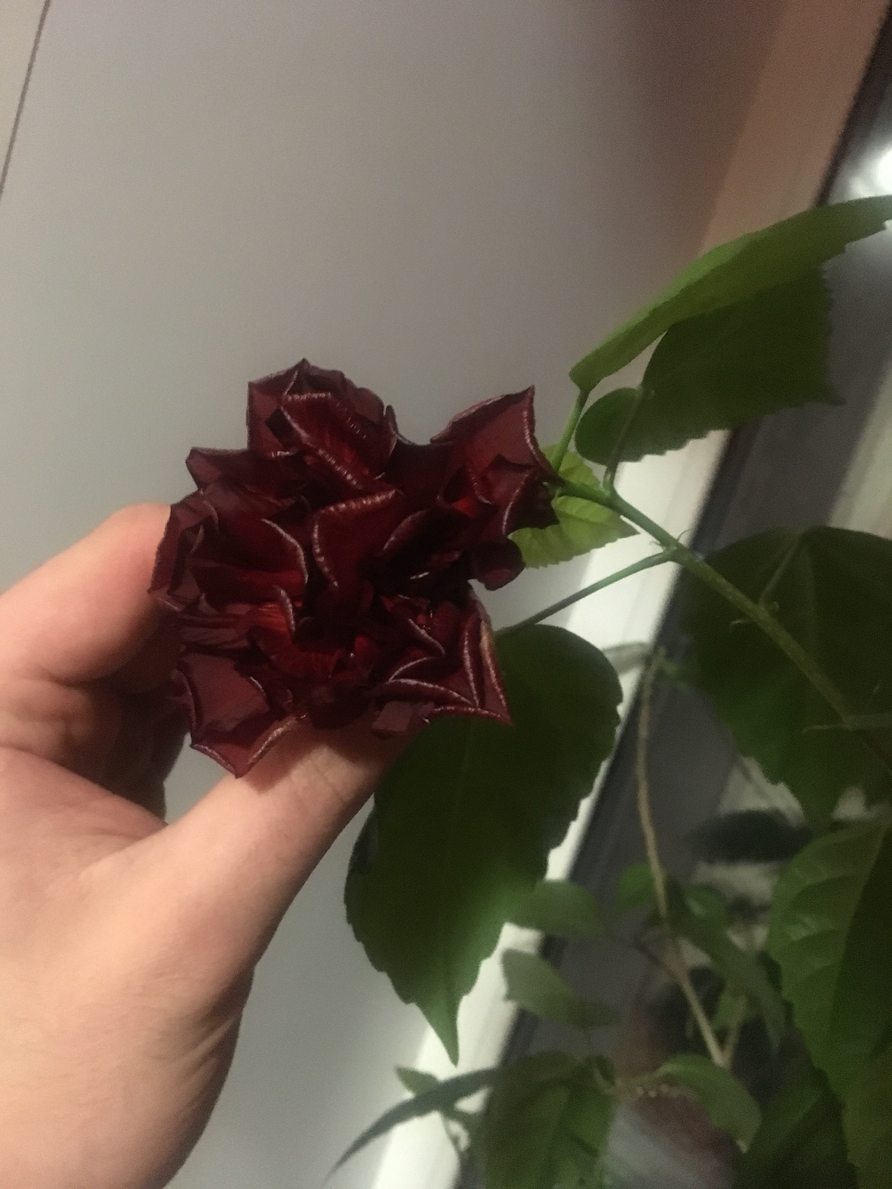 Johnny-Shop.info - Бодибилдинг форум AnabolicShops