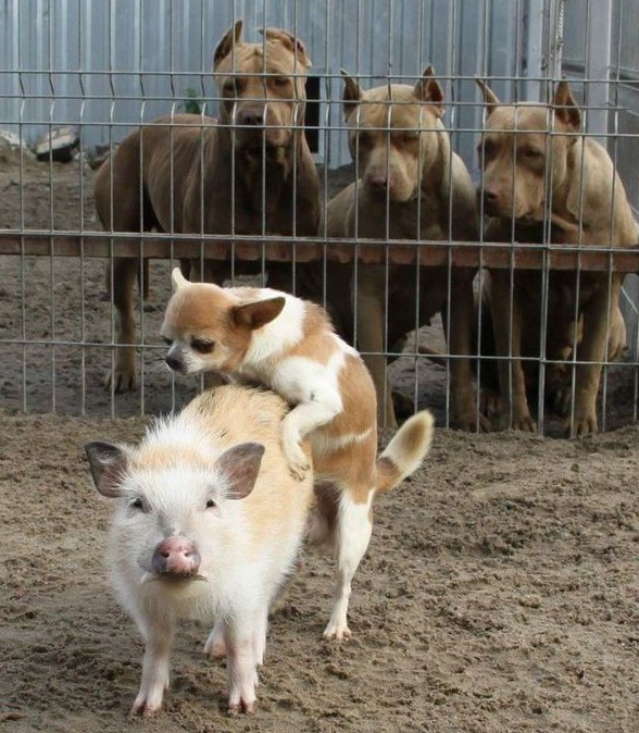 Приколюшные картинки - Бодибилдинг форум AnabolicShops