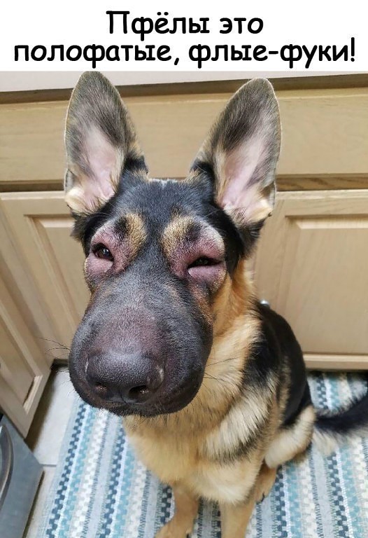 Приколюшные картинки - Бодибилдинг форум AnabolicShops