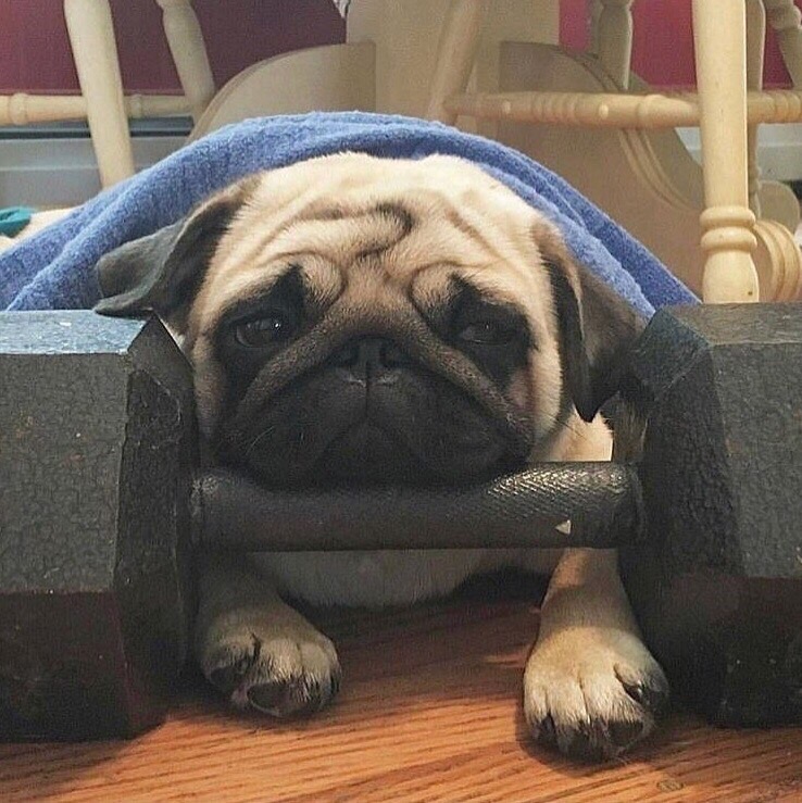 Жим лежа и не только :) - Бодибилдинг форум AnabolicShops