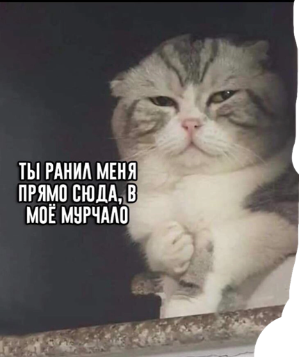 Поглаживание кошки в течение 20 минут помогает снять стресс - Бодибилдинг форум AnabolicShops