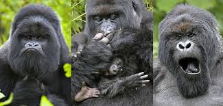 italicafarm.com - Бодибилдинг форум AnabolicShops