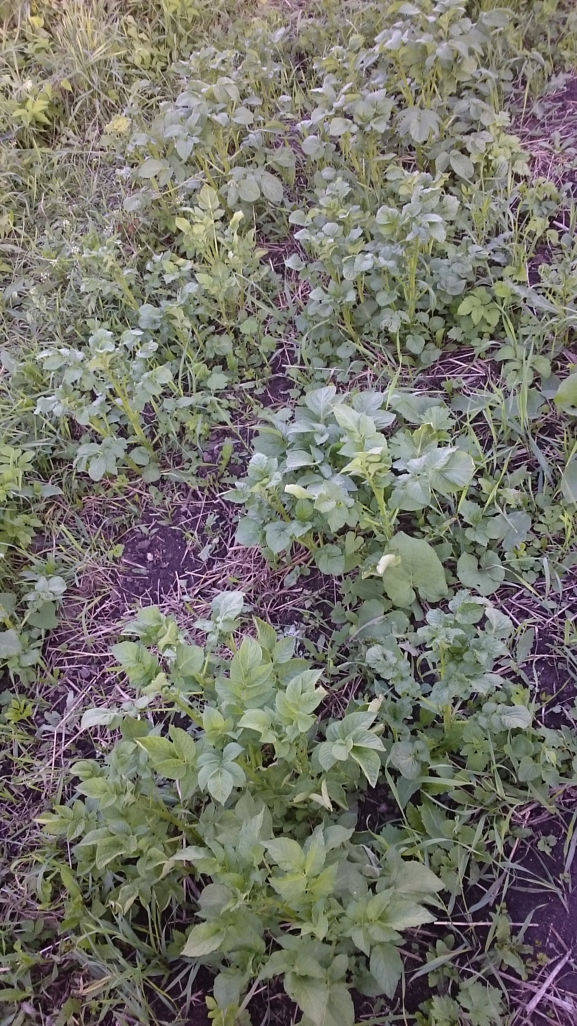 Оживим клановость! Кто с Питера? - Бодибилдинг форум AnabolicShops