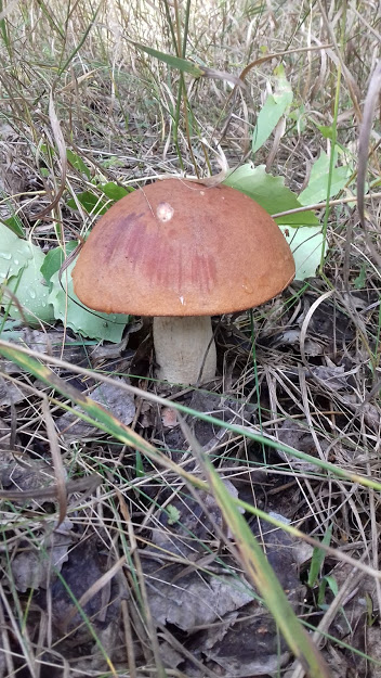 Всё, кроме качалки! - Бодибилдинг форум AnabolicShops