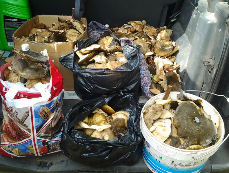 Всё, кроме качалки! - Бодибилдинг форум AnabolicShops