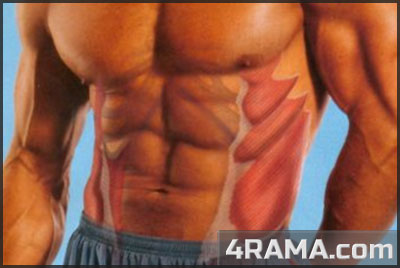 Как накачать косые мышцы живота - Бодибилдинг форум AnabolicShops