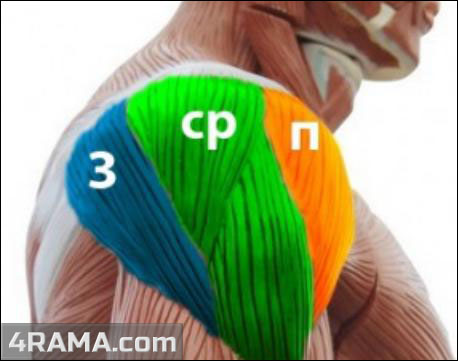 Как накачать широкие плечи - Бодибилдинг форум AnabolicShops