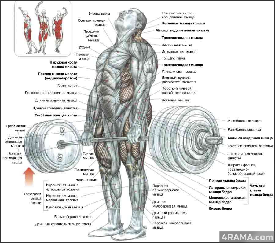 Как правильно делать становую тягу - Бодибилдинг форум AnabolicShops