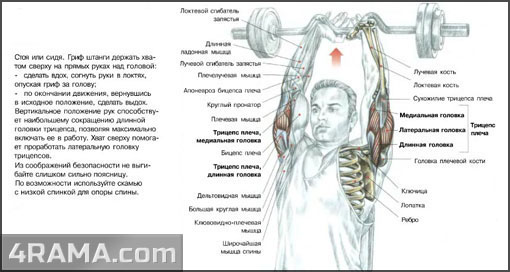 Французский жим стоя - Бодибилдинг форум AnabolicShops