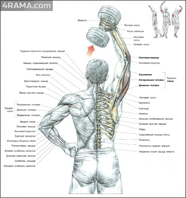 Французский жим стоя - Бодибилдинг форум AnabolicShops